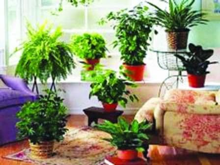 Unele plante de apartament pot aduce moartea