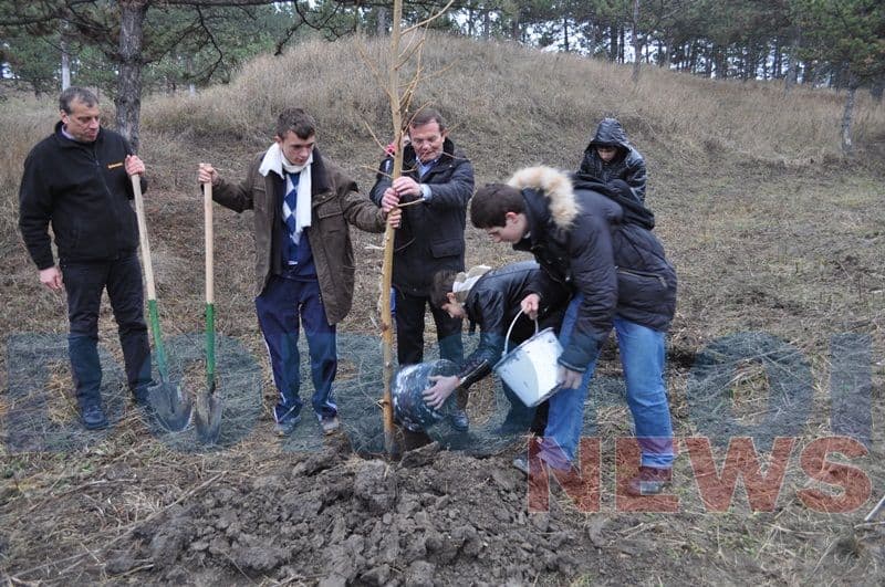 Acţiune de plantare desfăşurată astăzi în plantaţia de pini din zona Dealu Mare
