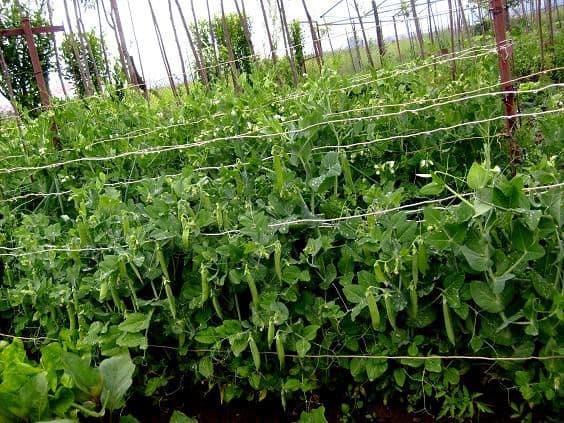 100 locuri de muncă pentru culegători de mazăre în Danemarca