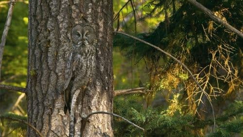 Poţi vedea animalele ascunse? Fotografii incredibile cu exemplare camuflate