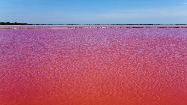 lac