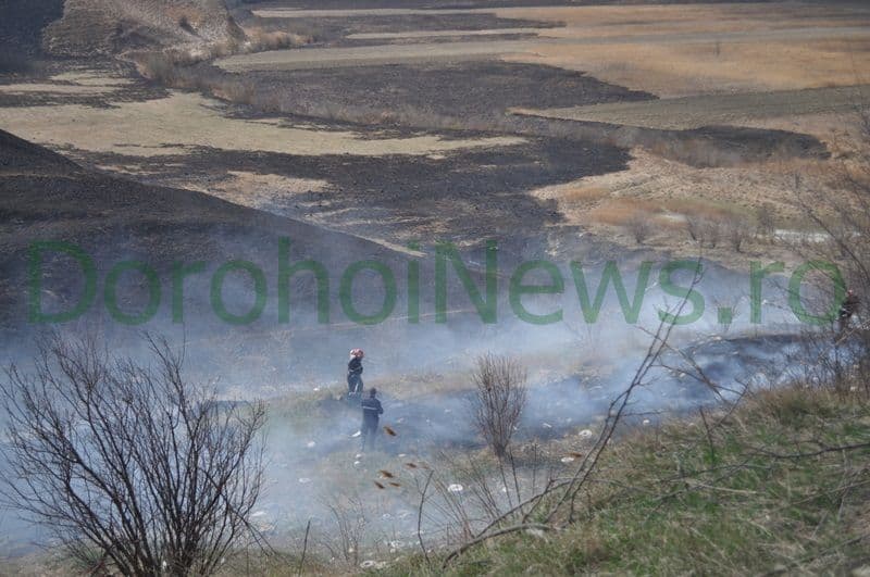 Incendiu vegetatie Dorohoi_01