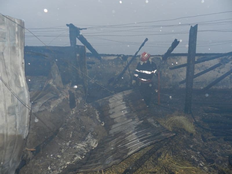 incendiu viisoara (3)