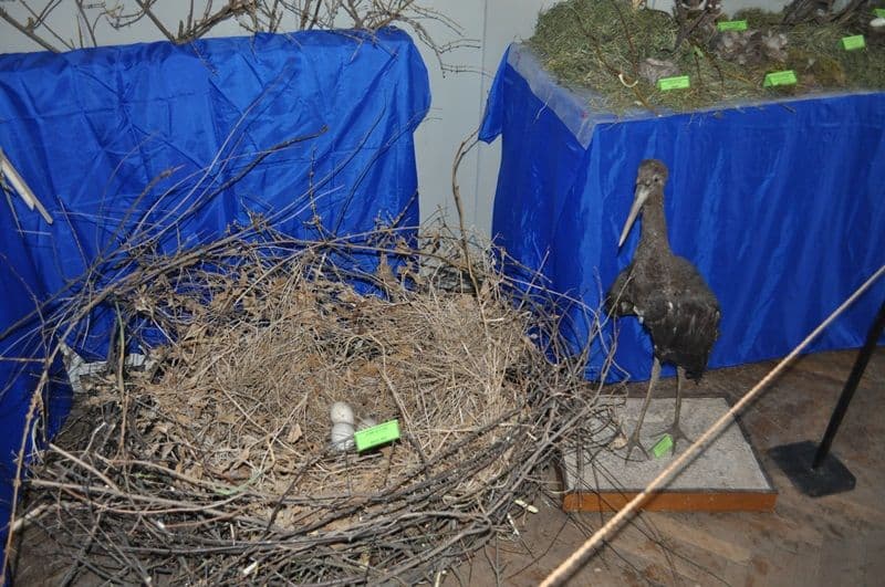 Expozitie Muzeul Stiintele Naturii Dorohoi_01