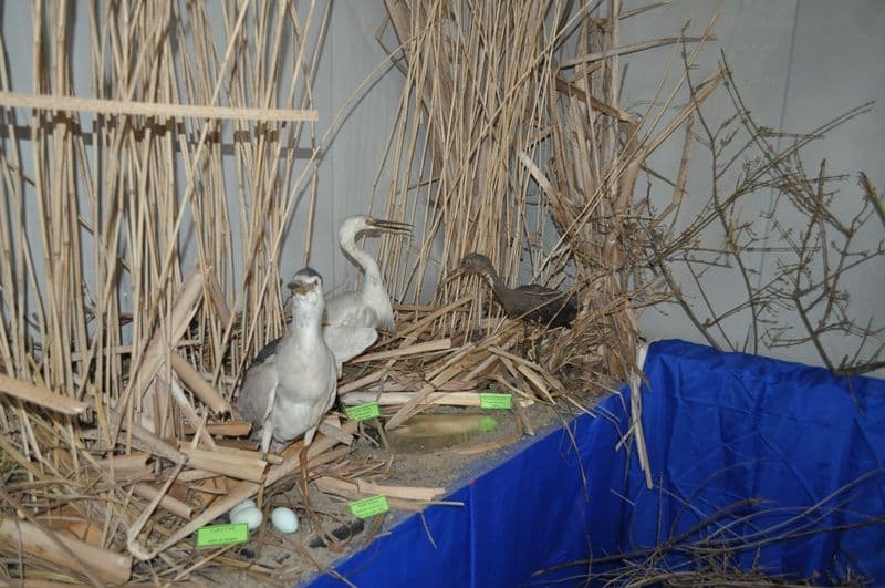 Expozitie Muzeul Stiintele Naturii Dorohoi_02