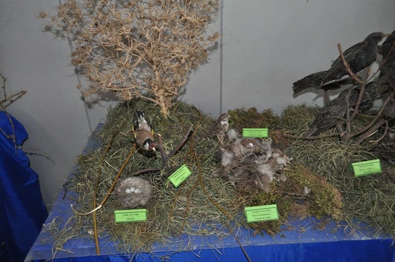 Expozitie Muzeul Stiintele Naturii Dorohoi_08