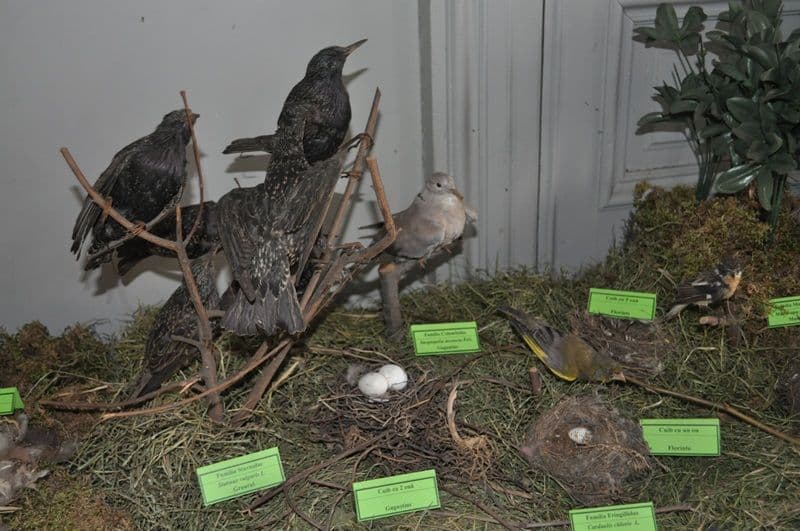Expozitie Muzeul Stiintele Naturii Dorohoi_09