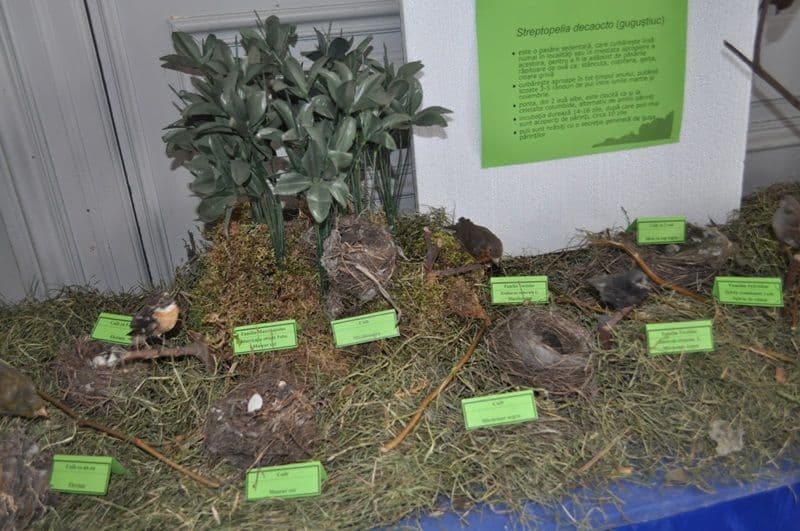 Expozitie Muzeul Stiintele Naturii Dorohoi_10