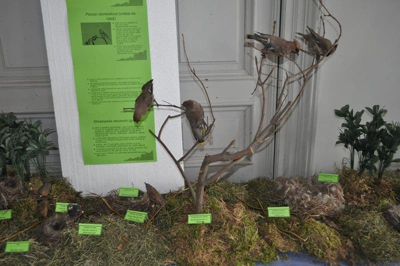 Expozitie Muzeul Stiintele Naturii Dorohoi_11