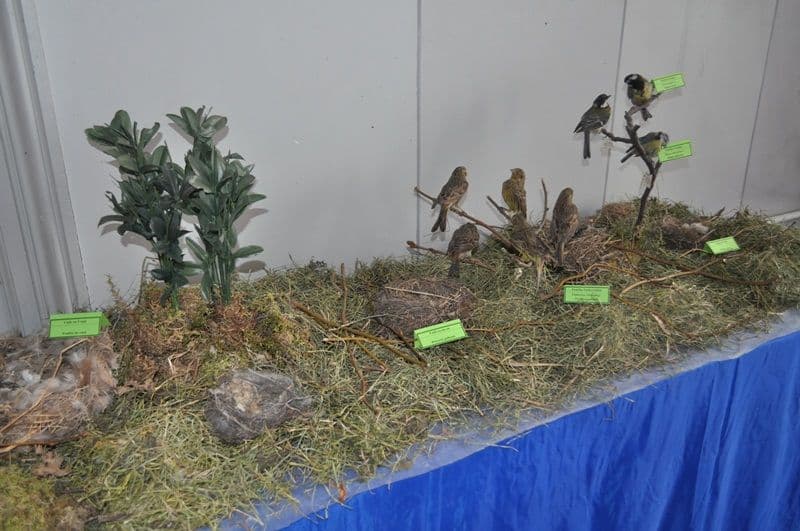 Expozitie Muzeul Stiintele Naturii Dorohoi_12