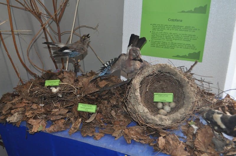 Expozitie Muzeul Stiintele Naturii Dorohoi_13