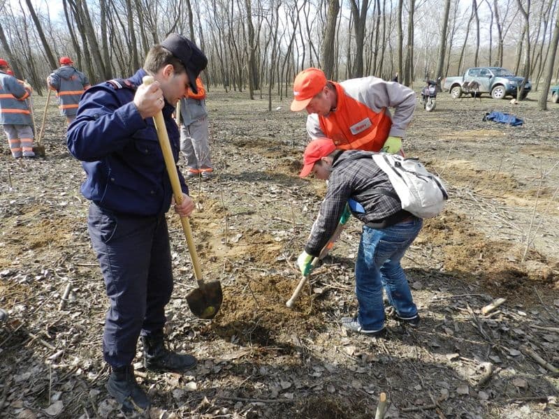 Actiune plantare copacei1