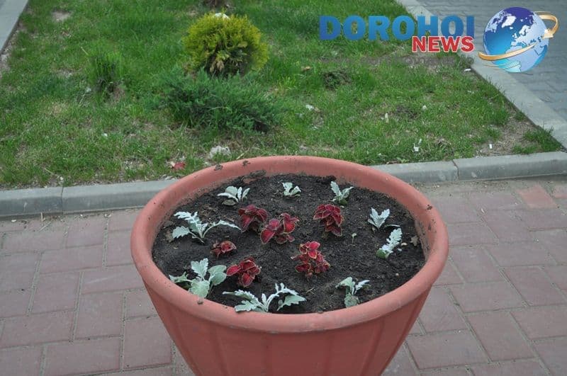 Flori ornamentale in Dorohoi_02