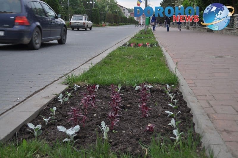 Flori ornamentale in Dorohoi_03