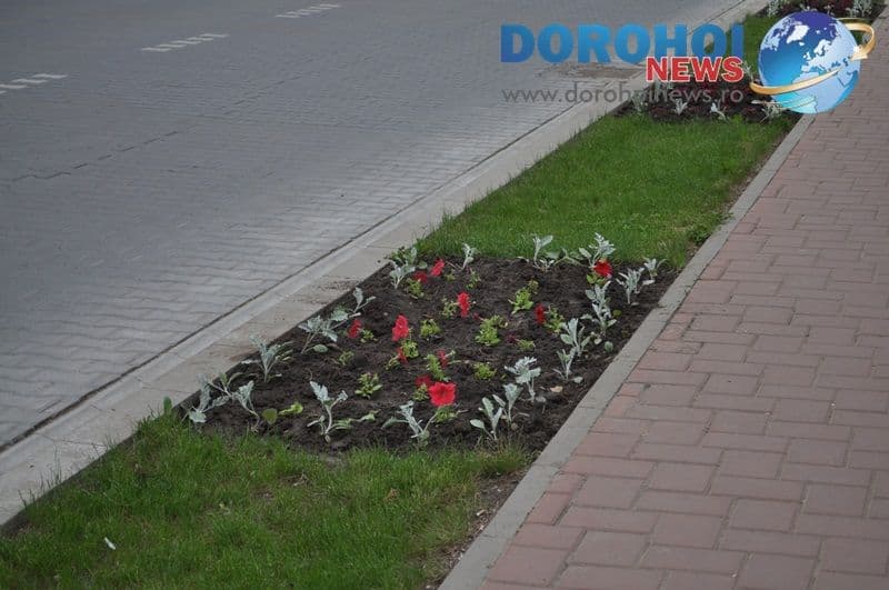 Flori ornamentale in Dorohoi_04