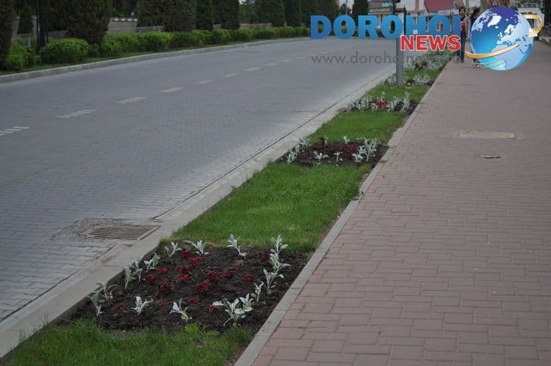 Flori ornamentale in Dorohoi_05
