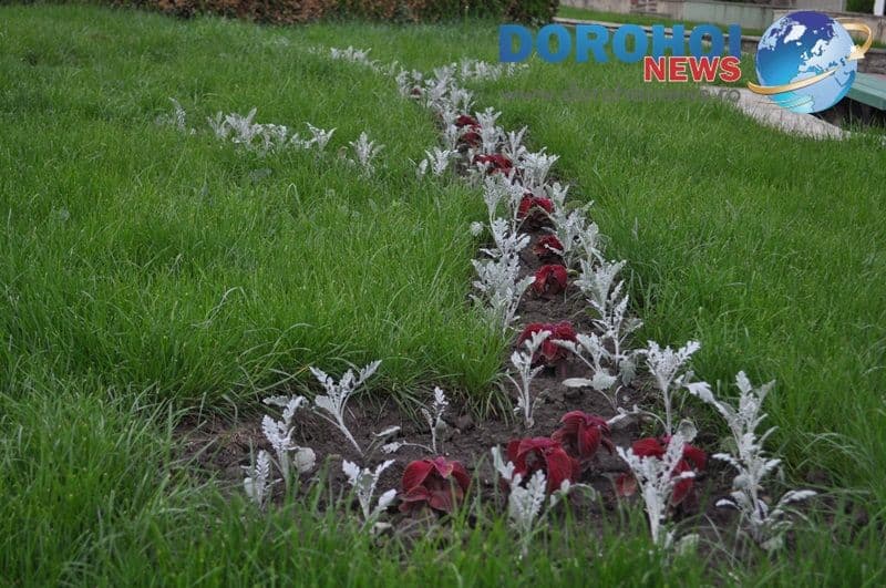 Flori ornamentale in Dorohoi_06
