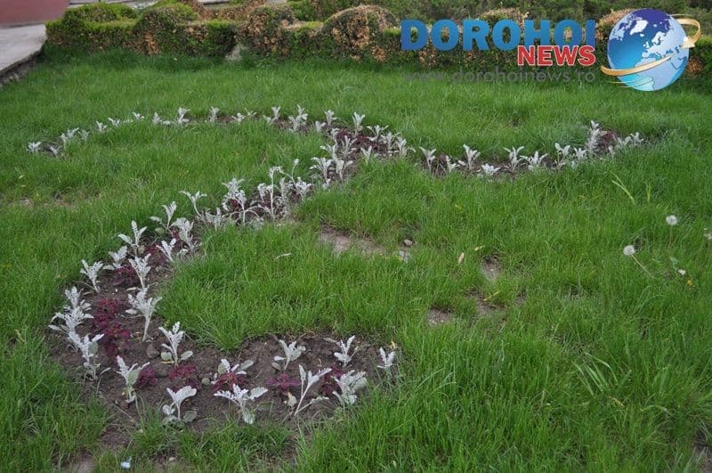 Flori ornamentale in Dorohoi_07