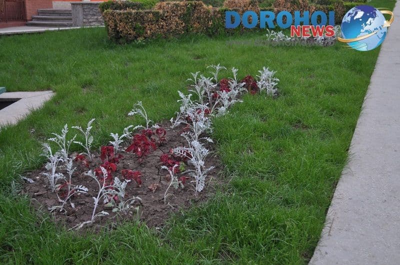 Flori ornamentale in Dorohoi_08