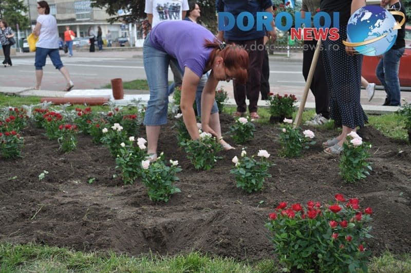 Actiune de plantare trandafiri in Dorohoi_02