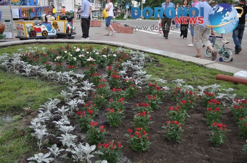 Actiune de plantare trandafiri in Dorohoi_03