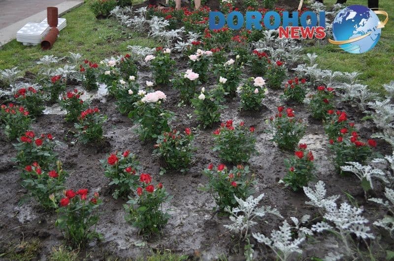 Actiune de plantare trandafiri in Dorohoi_04