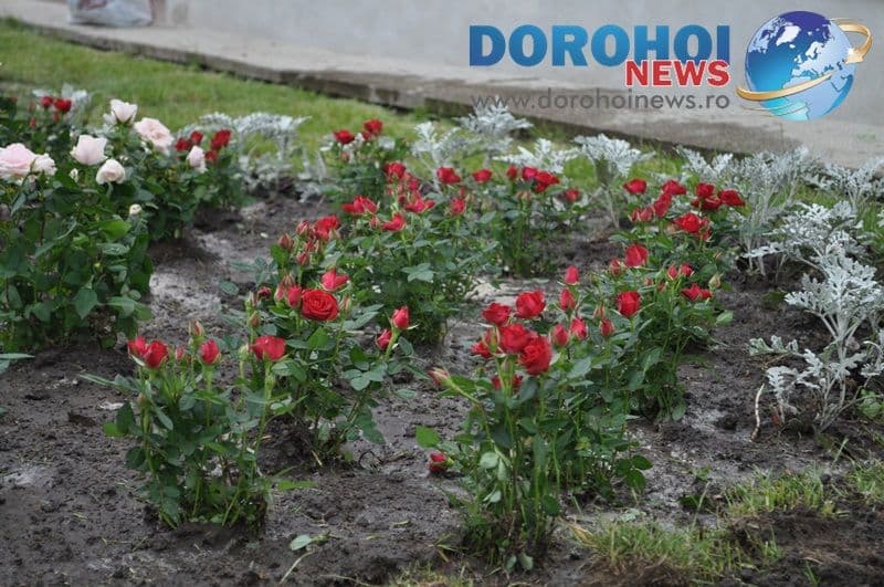Actiune de plantare trandafiri in Dorohoi_05