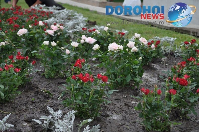 Actiune de plantare trandafiri in Dorohoi_06