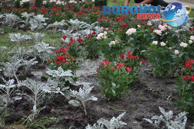 Actiune de plantare trandafiri in Dorohoi_07