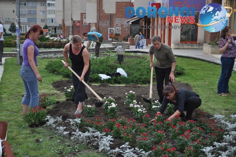 Actiune de plantare trandafiri in Dorohoi_08