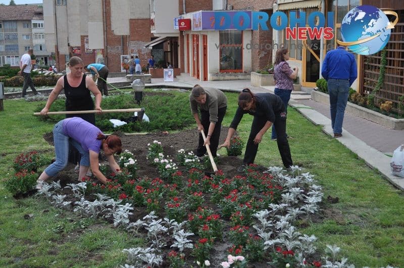 Actiune de plantare trandafiri in Dorohoi_09
