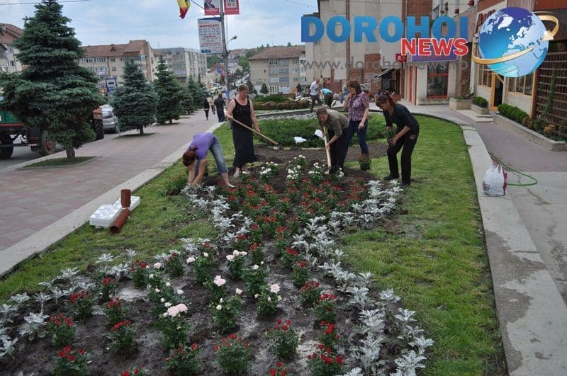 Actiune de plantare trandafiri in Dorohoi_10