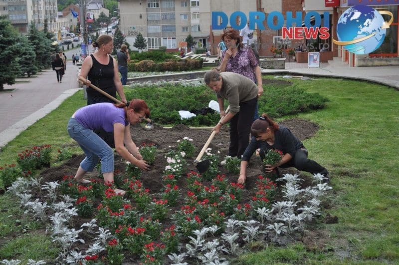 Actiune de plantare trandafiri in Dorohoi_11