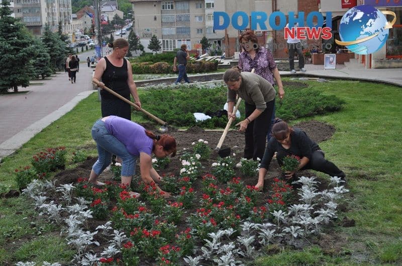 Actiune de plantare trandafiri in Dorohoi_12