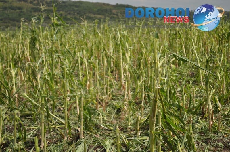 Pagube cauzate de grindina la Vaculesti_18