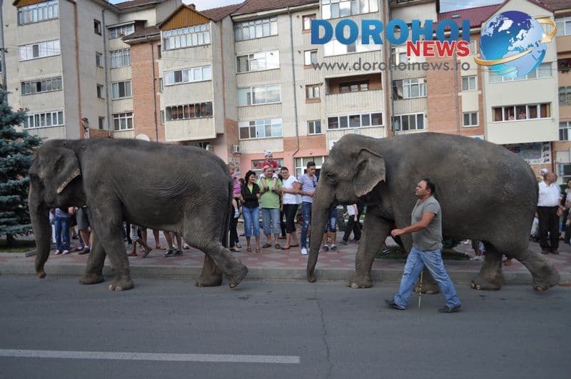 Parada cu elefanti - Circul Gartner - Dorohoi_02