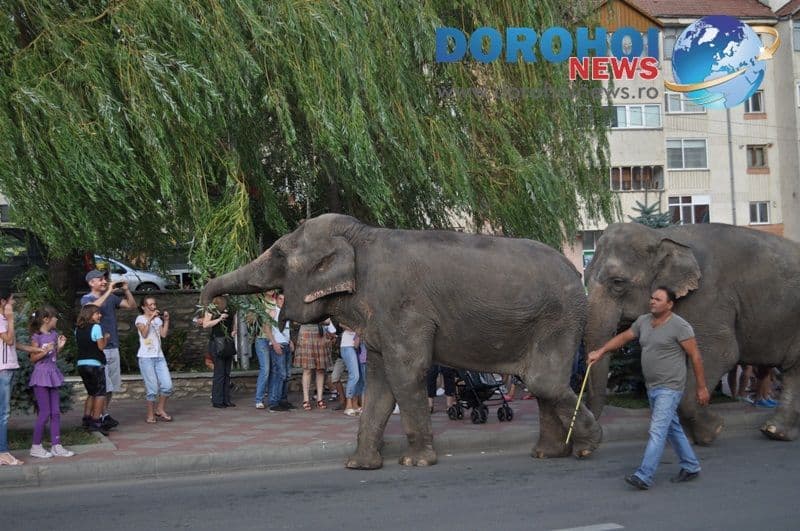 Parada cu elefanti - Circul Gartner - Dorohoi_03