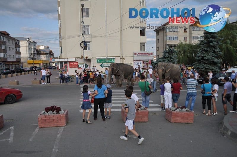 Parada cu elefanti - Circul Gartner - Dorohoi_04