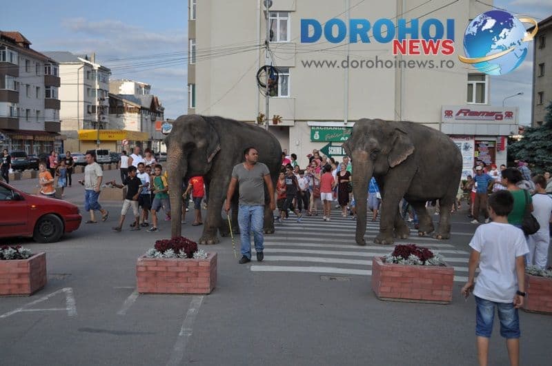 Parada cu elefanti - Circul Gartner - Dorohoi_05