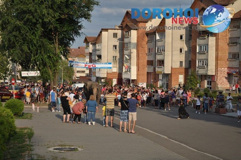 Parada cu elefanti - Circul Gartner - Dorohoi_10