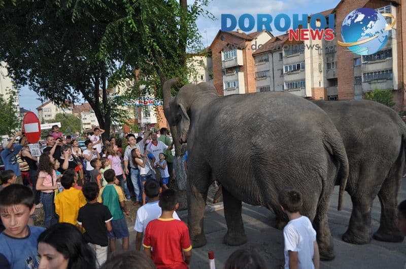 Parada cu elefanti - Circul Gartner - Dorohoi_12