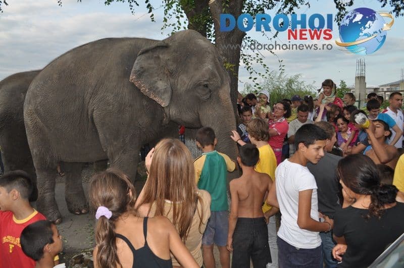 Parada cu elefanti - Circul Gartner - Dorohoi_16