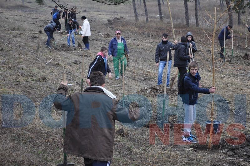 Actiune de plantare copaci_11