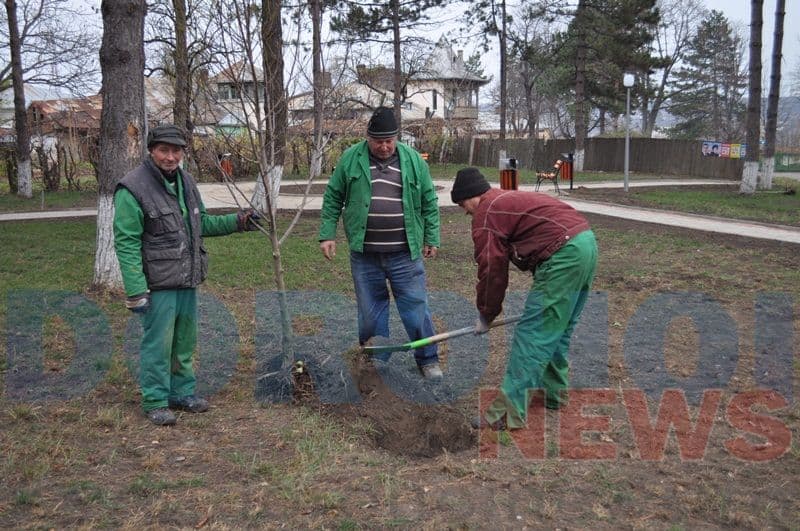 Amplasare tunuri in parcul valter Maracineanul_06