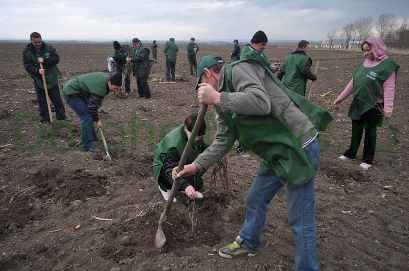 Miscarea pentru Botosani - Actiune plantare_03