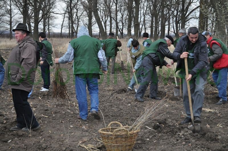 Miscarea pentru Botosani - Actiune plantare_06