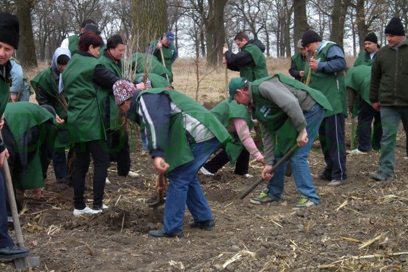 Miscarea pentru Botosani - Actiune plantare_11
