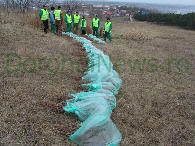 Romania prinde radacini la Dorohoi_04