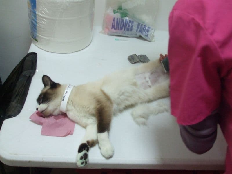 ADOR sterilizare caini (3)