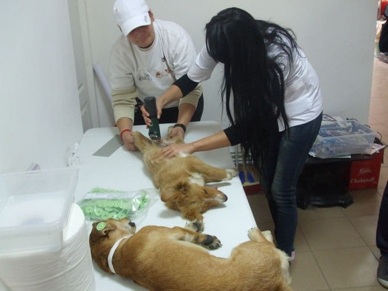 ADOR sterilizare caini (4)